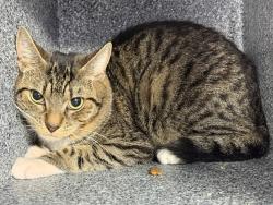 Shelter Stray Male Cat last seen Apt 807,1952 2nd Avenue, NEW YORK, NY, 10029, 326 E 110th St, New York, NY 10029, USA
