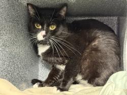 Shelter Stray Male Cat last seen Near E 10 Street, NEW YORK, NY, 10009, 326 E 110th St, New York, NY 10029, USA