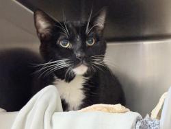 Shelter Stray Male Cat last seen Apt 5B,355 E 165 Street, BRONX, NY, 10456, 326 E 110th St, New York, NY 10029, USA