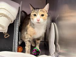 Shelter Stray Female Cat last seen Apt 5B,355 E 165 Street, BRONX, NY, 10456, 326 E 110th St, New York, NY 10029, USA