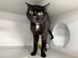 Shelter Stray Female Cat last seen Near W 144 Street, NEW YORK, NY, 10030, 326 E 110th St, New York, NY 10029, USA