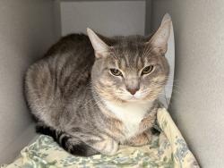 Shelter Stray Male Cat last seen Apt 807,1952 2nd Avenue, NEW YORK, NY, 10029, 326 E 110th St, New York, NY 10029, USA