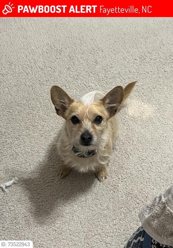 Lost Male Dog last seen Darnell street, Fayetteville, NC 28314