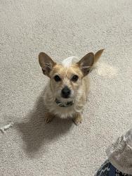 Lost Male Dog last seen Darnell street, Fayetteville, NC 28314