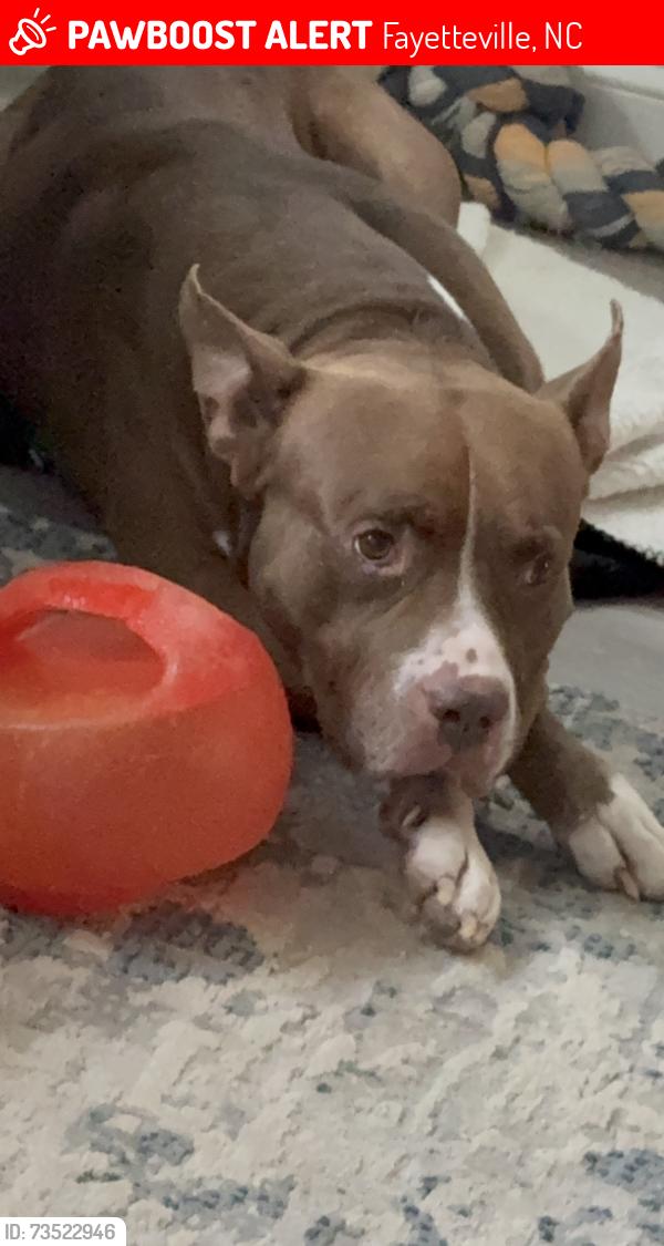 Lost Male Dog last seen Publix on Raeford road, Fayetteville, NC 28303