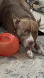 Lost Male Dog last seen Publix on Raeford road, Fayetteville, NC 28303