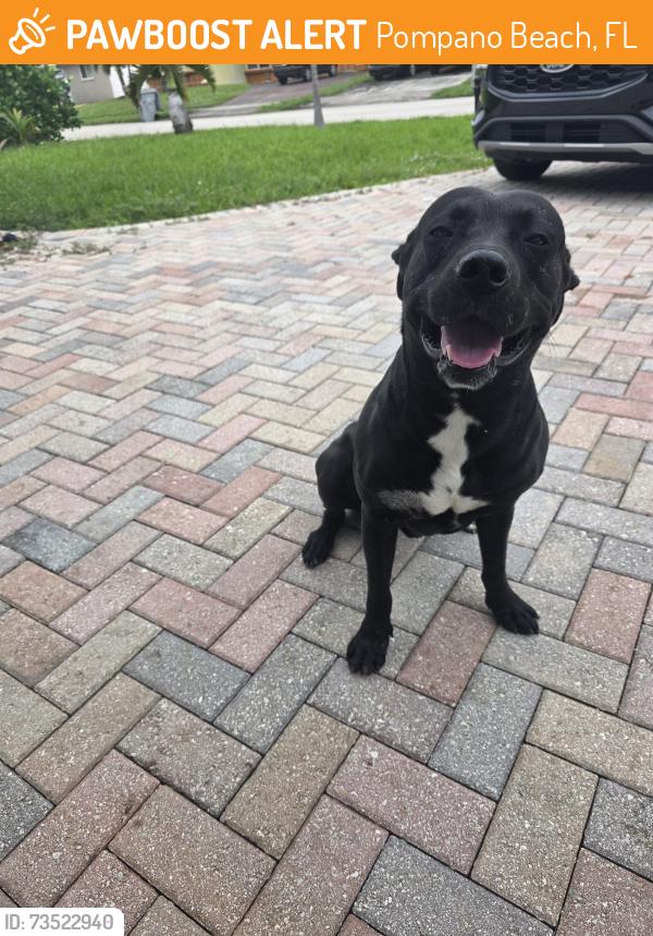 Found/Stray Unknown Dog last seen Copans Dixie, Pompano Beach, FL 33060