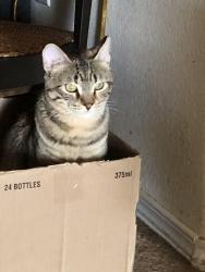 Lost Female Cat last seen Pacaya st and Sundoro, Albuquerque, NM 87120
