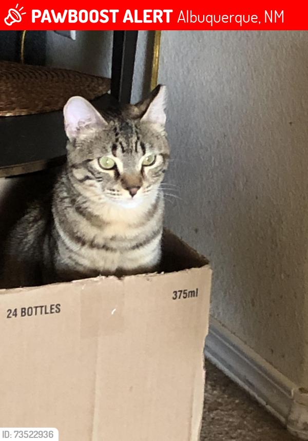 Lost Female Cat last seen Pacaya st and Sundoro, Albuquerque, NM 87120