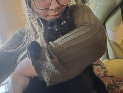 Reunited Male Cat last seen Nottingham apmts, Greensboro, NC 27407