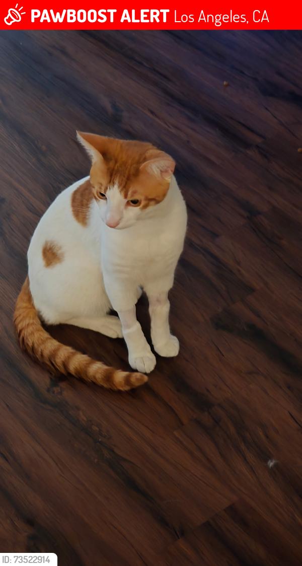 Found/Stray Male Cat last seen Reseda and Arminta, Los Angeles, CA 91335