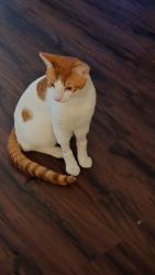 Found/Stray Male Cat last seen Reseda and Arminta, Los Angeles, CA 91335