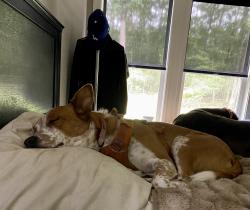 Reunited Male Dog last seen Cloudland at Lookout Mt. near Scenic Hwy & Durham Rd, Lookout Mountain, GA 30750