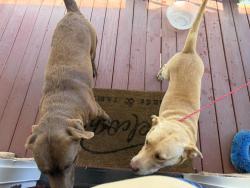 Found/Stray Male Dog last seen New stock rd, Weaverville, NC 28787