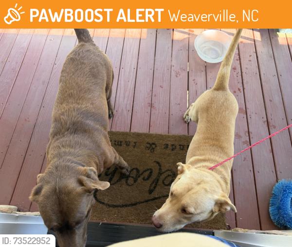 Found/Stray Male Dog last seen New stock rd, Weaverville, NC 28787
