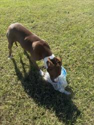 Found/Stray Female Dog last seen Highway 29 N, High Point, NC 27263