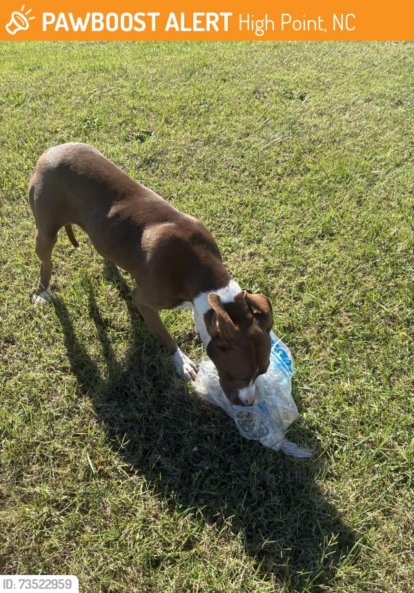 Found/Stray Female Dog last seen Highway 29 N, High Point, NC 27263