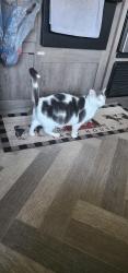 Reunited Female Cat last seen Ruth Street and Sand Lake, Longwood, FL 32779