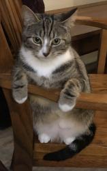 Lost Female Cat last seen Neptune Beach, Whatcom County, WA 98248