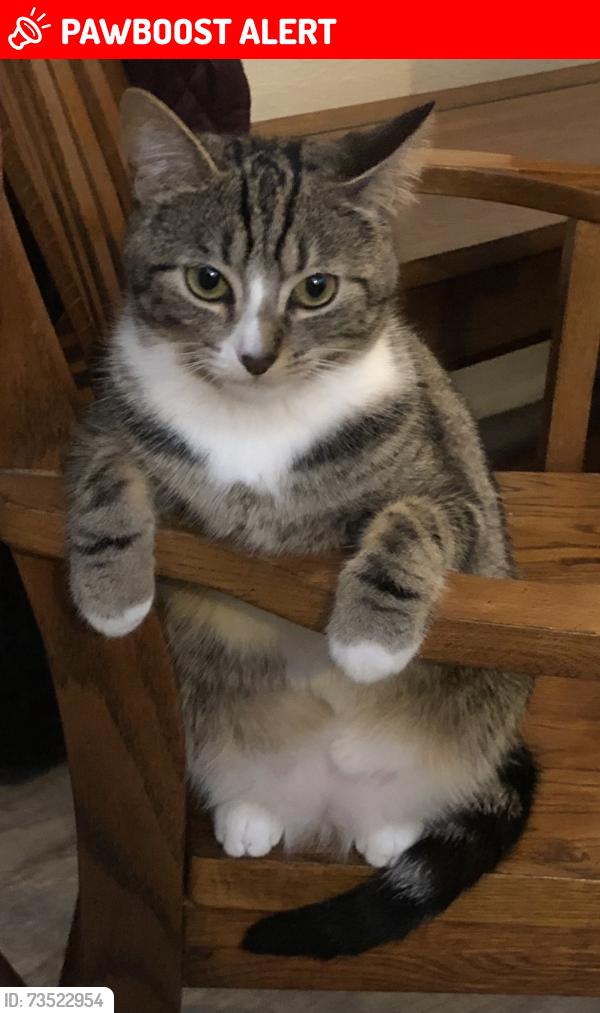 Lost Female Cat last seen Neptune Beach, Whatcom County, WA 98248