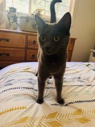 Reunited Female Cat last seen Dry Creek Rd and Joeger in Auburn, Placer County, CA 95602