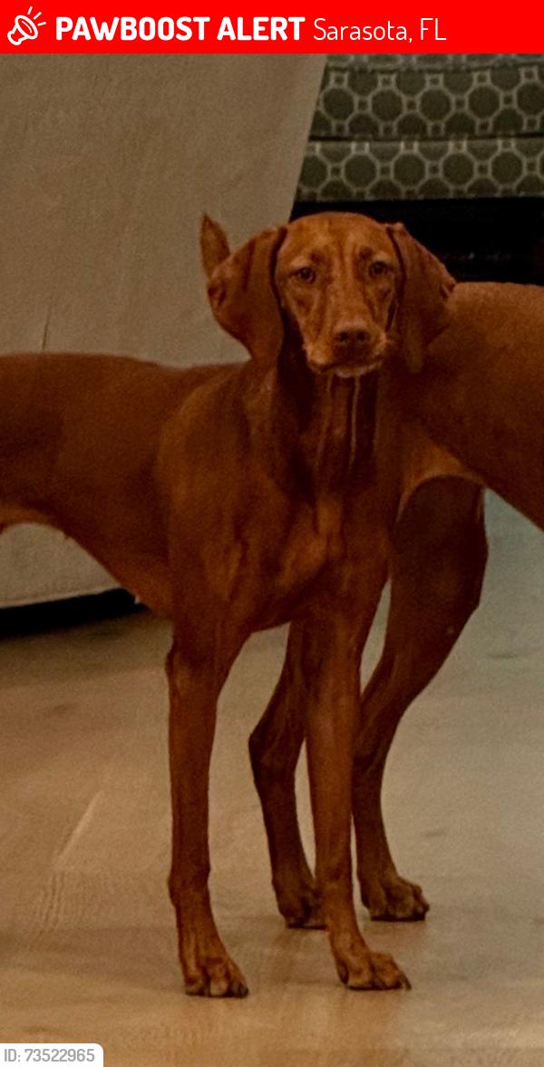Lost Female Dog last seen Hillview and Orange, Sarasota, FL 34239