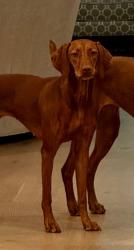 Lost Female Dog last seen Hillview and Orange, Sarasota, FL 34239