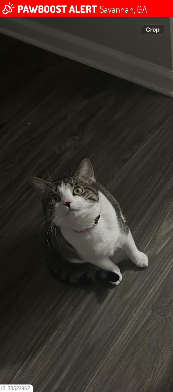 Lost Female Cat last seen apmt k under a car, Savannah, GA 31419