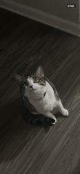 Lost Female Cat last seen apmt k under a car, Savannah, GA 31419