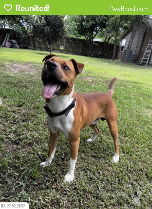 Reunited Male Dog last seen Near Globe St, Houston, TX 77034, USA, Houston, TX 77034
