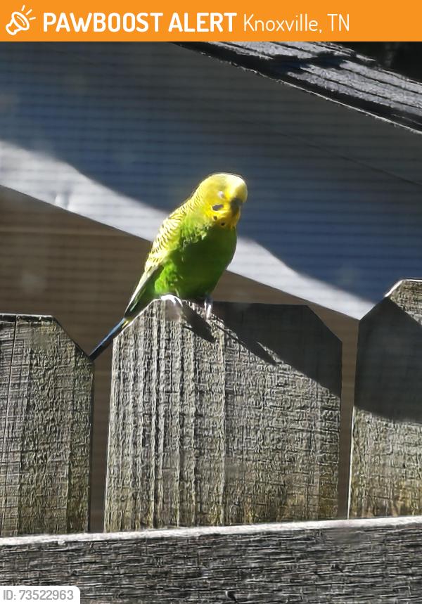 Found/Stray Unknown Bird last seen Corner of Watauga and Grove, Knoxville, TN 37917