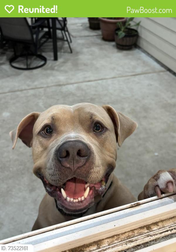 Reunited Male Dog last seen Near Globe St, Houston, TX 77034, USA, Houston, TX 77034