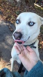 Found/Stray Unknown Dog last seen White horse / Parker, Berea, SC 29617