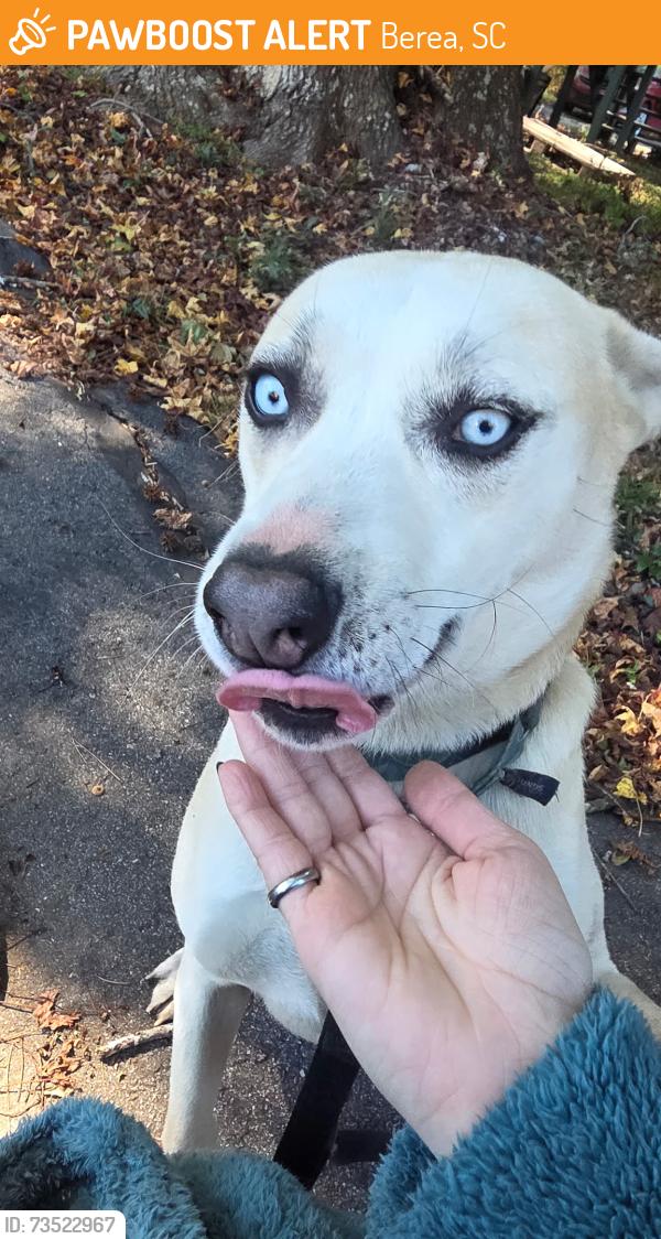 Found/Stray Unknown Dog last seen White horse / Parker, Berea, SC 29617