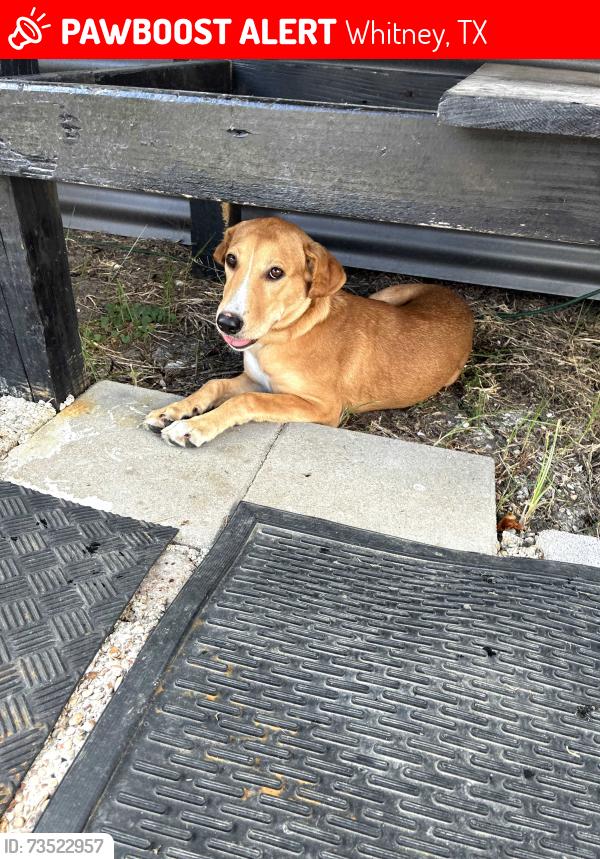 Lost Female Dog last seen Steel creek, Whitney, TX 76692