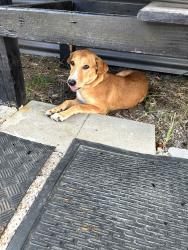 Lost Female Dog last seen Steel creek, Whitney, TX 76692