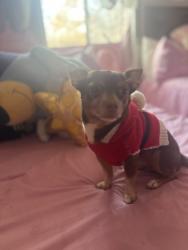 Lost Male Dog last seen Roosevelt Elementry School, Northgate, Santa Ana, CA 92701