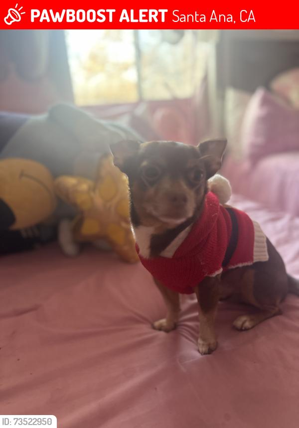 Lost Male Dog last seen Roosevelt Elementry School, Northgate, Santa Ana, CA 92701