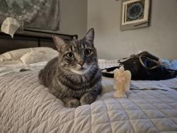 Lost Male Cat last seen E 1st st., Aurora, CO 80010