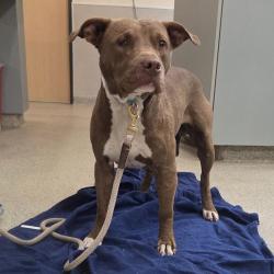 Shelter Stray Male Dog last seen , 8464 Beach Blvd, Jacksonville, FL 32216, USA