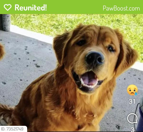 Reunited Male Dog last seen Frankfort dr, Carrollton, TX 75007