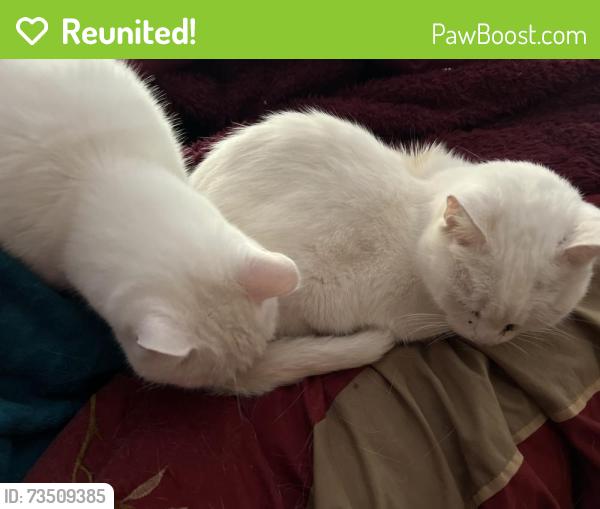 Reunited Male Cat last seen Tatnic road, Brooklyn, CT 06234