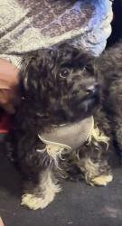Lost Male Dog last seen COSTCO, San Leandro, CA 94577