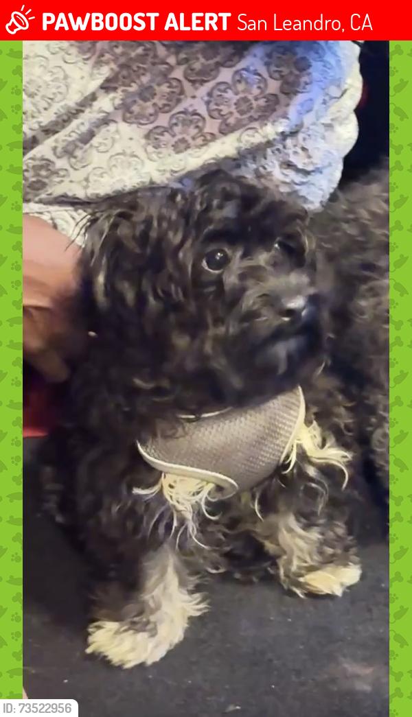 Lost Male Dog last seen COSTCO, San Leandro, CA 94577