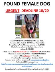 Found/Stray Female Dog last seen OCOEE, FL 34761, Ocoee, FL 34761