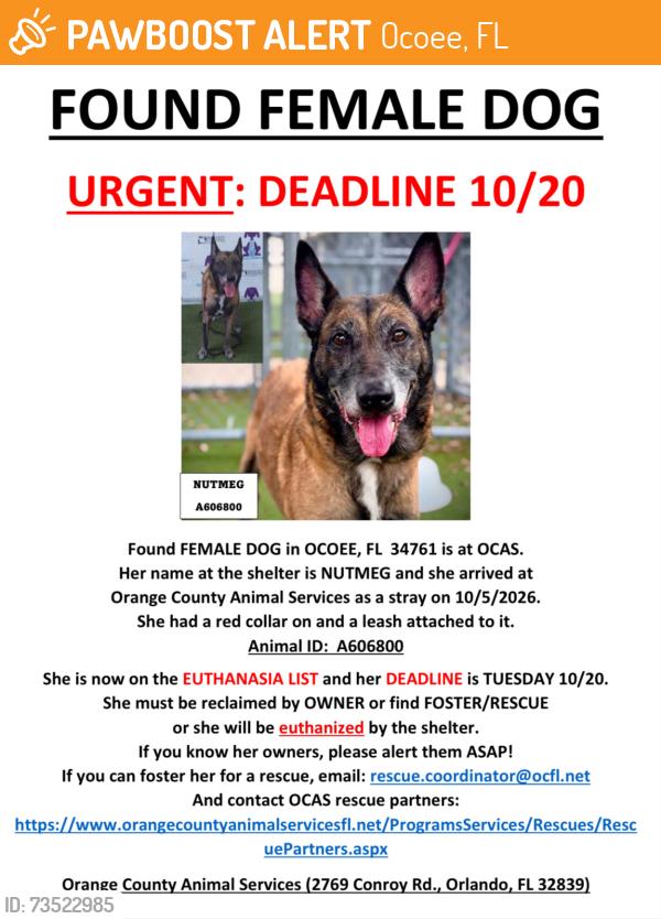 Found/Stray Female Dog last seen OCOEE, FL 34761, Ocoee, FL 34761