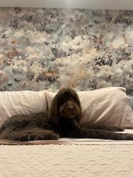 Reunited Male Dog last seen AIA and Leigh Rx, Pompano Beach, FL 33062