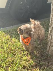 Found/Stray Male Dog last seen Birdies Green, San Antonio, TX 78260