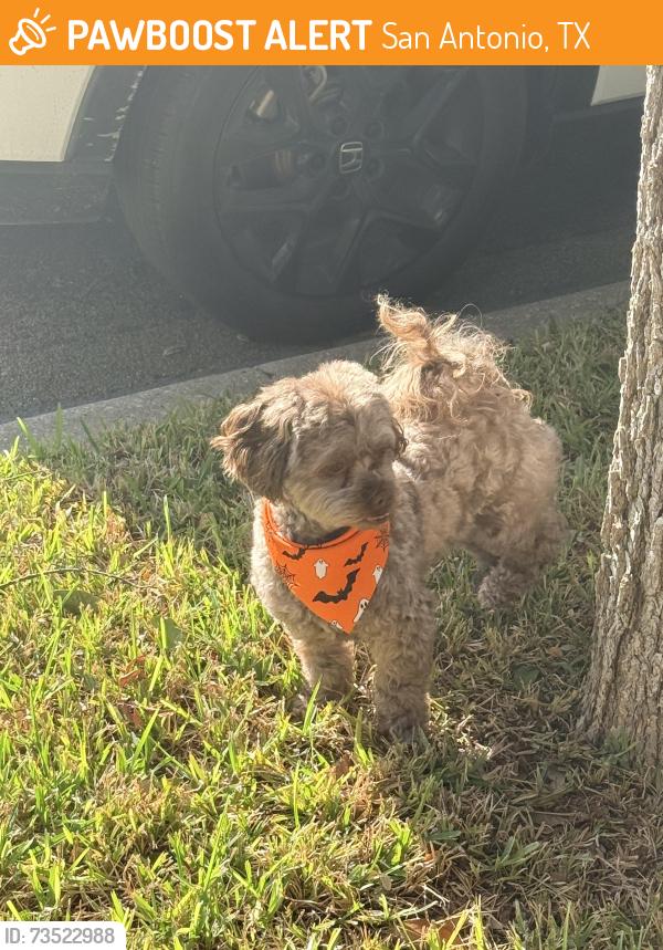 Found/Stray Male Dog last seen Birdies Green, San Antonio, TX 78260