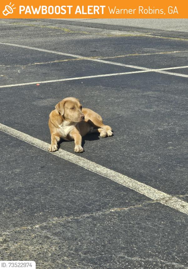 Found/Stray Male Dog last seen Captain D's, Warner Robins, GA 31093